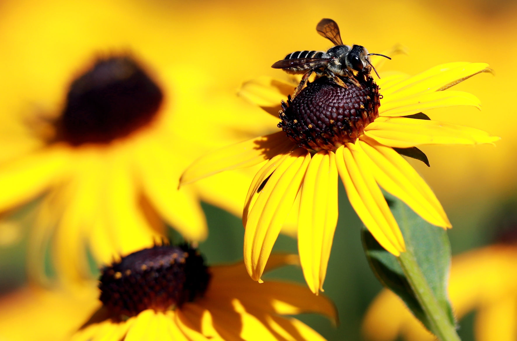 072719_StolleyGarden002_bjs.JPG